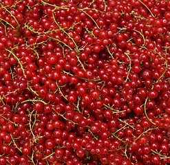 Image showing Redcurrant