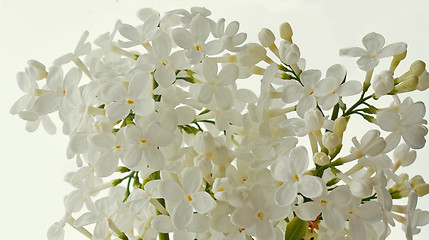 Image showing White Lilac