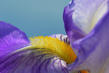 Image showing Iris flower