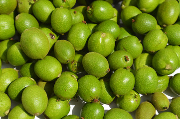 Image showing Green young walnuts