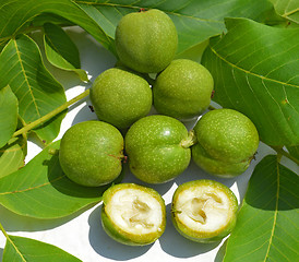 Image showing Green young walnuts in husks