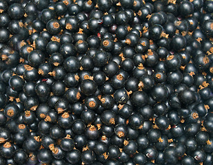 Image showing Blackcurrant