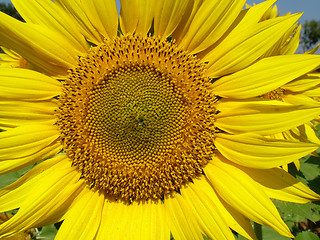 Image showing Sunflower, Close up