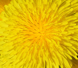 Image showing Dandelion