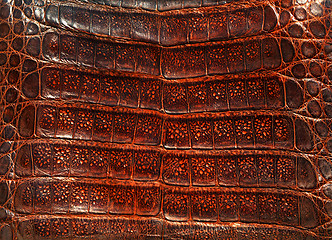 Image showing Alligator leather