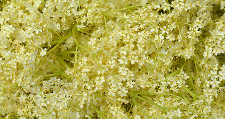 Image showing Blossom elderberry