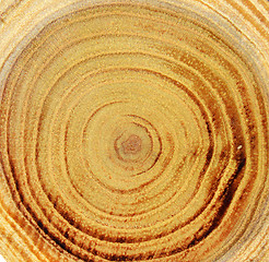 Image showing Wood slice