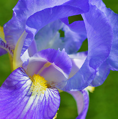 Image showing Iris flower