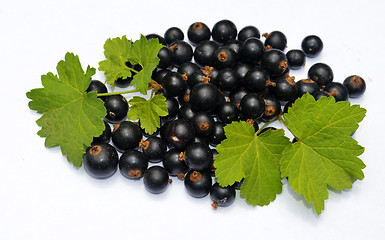 Image showing Blackcurrant