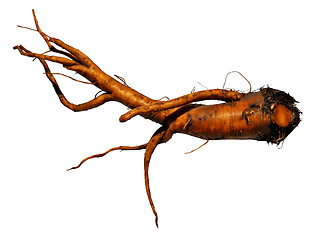 Image showing Yellow dock root