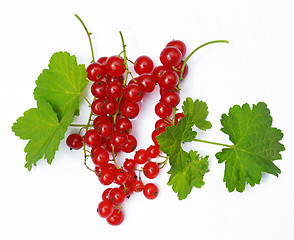 Image showing Redcurrant