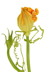 Image showing Yellow courgette blossoms with tendril