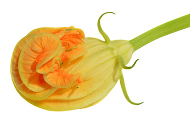 Image showing Yellow courgette blossoms