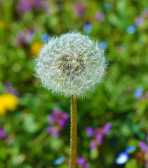 Image showing Dandelion