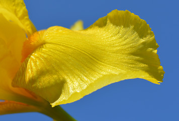 Image showing Iris flower