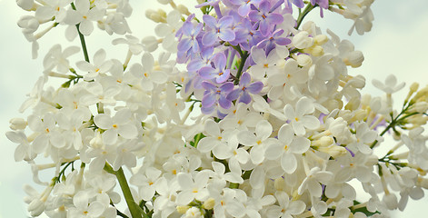 Image showing Lilac