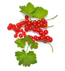 Image showing Redcurrant