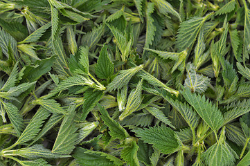 Image showing Nettle tips