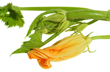 Image showing Yellow courgette blossoms