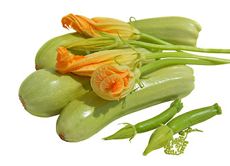 Image showing Yellow courgette blossoms