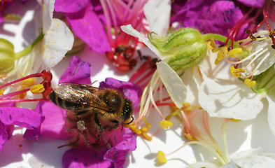 Image showing Bee collects pollen