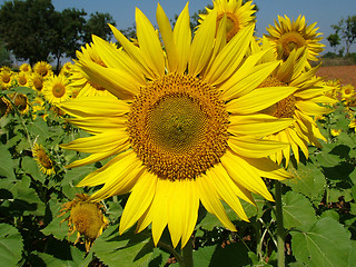 Image showing Sunflower, Close up