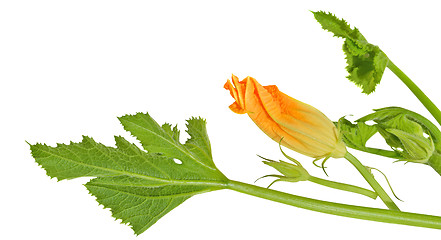 Image showing Yellow courgette blossoms