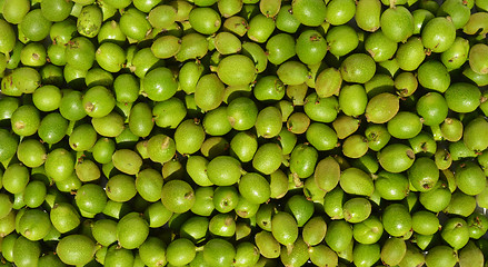 Image showing Green young walnuts