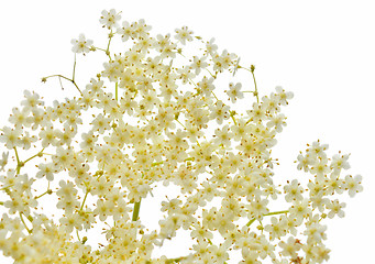 Image showing Blossom elderberry