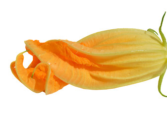 Image showing Yellow courgette blossoms