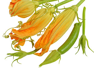 Image showing Yellow courgette blossoms