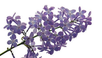 Image showing Lilac