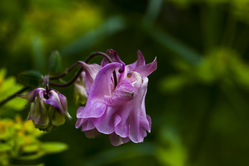 Image showing pink columbine