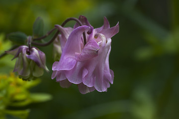 Image showing pink columbine