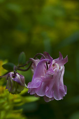 Image showing pink columbine