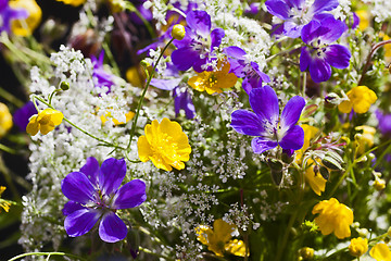 Image showing summer flowers