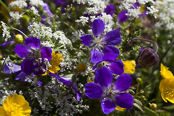 Image showing summer flowers