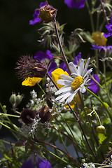 Image showing summer flowers