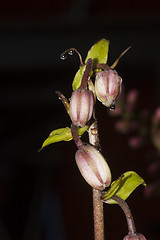 Image showing turk´s cap lily