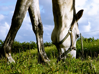 Image showing white horse browsing