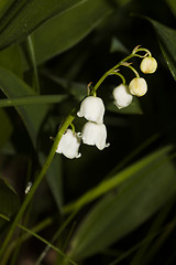 Image showing lily of the valley