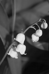 Image showing lily of the valley