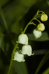 Image showing lily of the valley