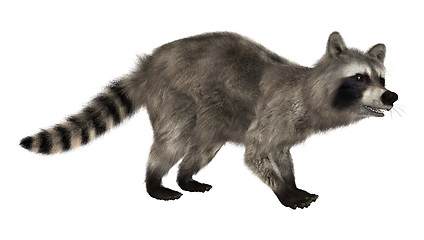 Image showing Raccoon