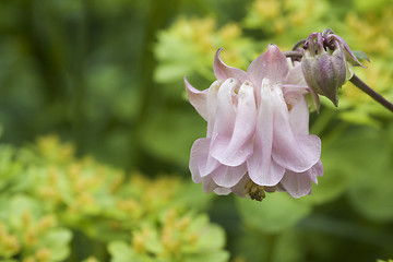 Image showing pink columbine