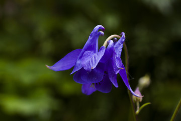 Image showing blue columbine