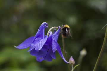 Image showing blue columbine