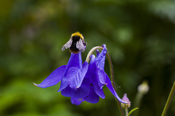 Image showing columbine