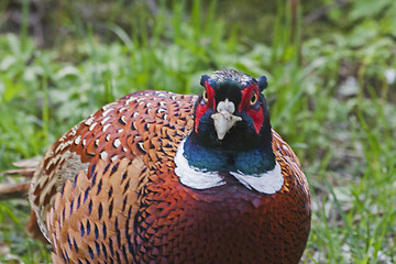 Image showing pheasant cock