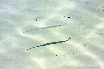 Image showing   fish   isla contoy         in mexico  